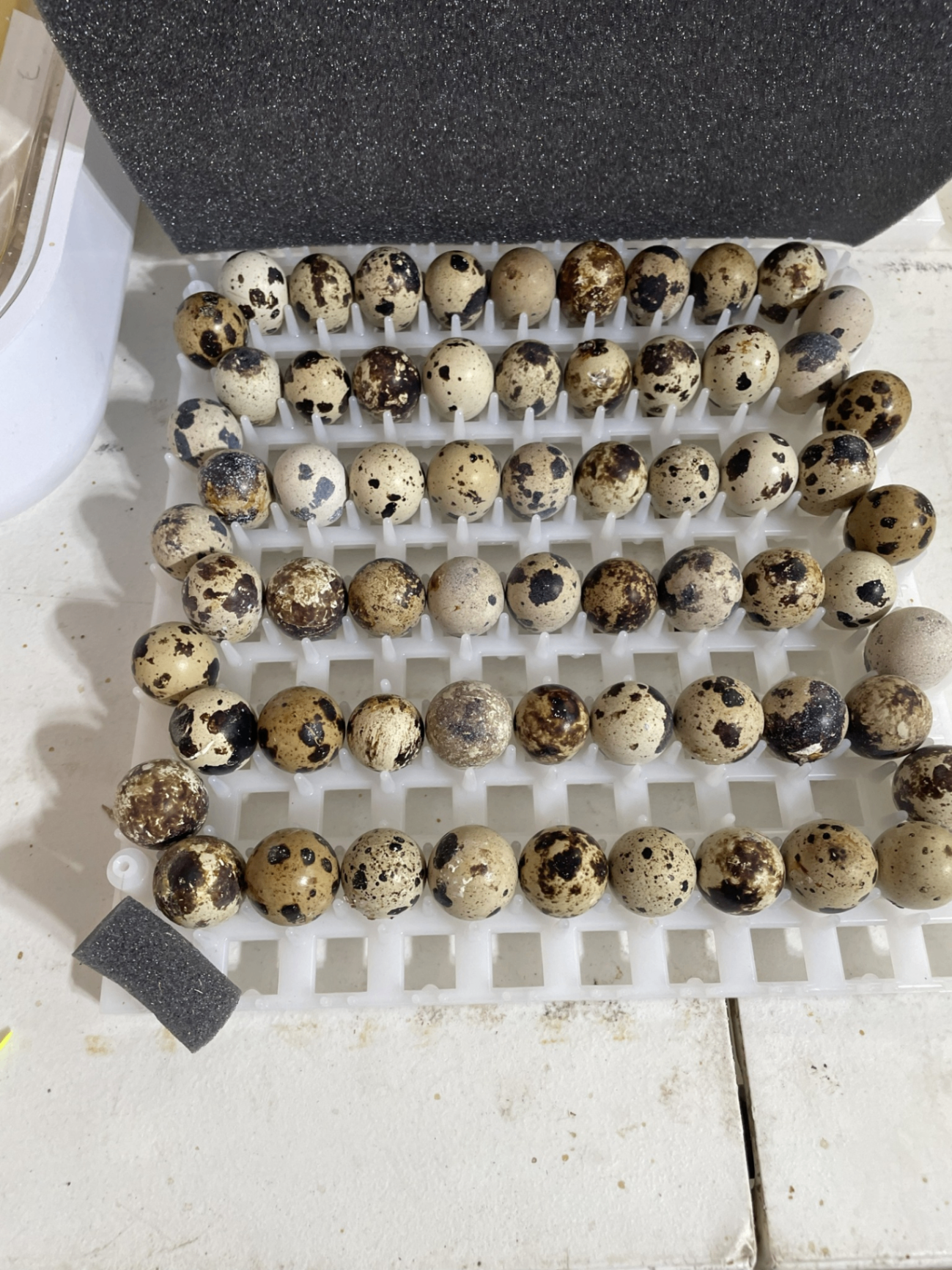 Quail & Farm Products